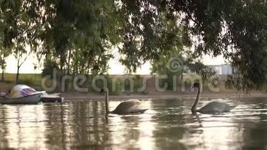 早晨，两只浪漫的白天鹅在<strong>靠近</strong>海岸的湖上游泳。